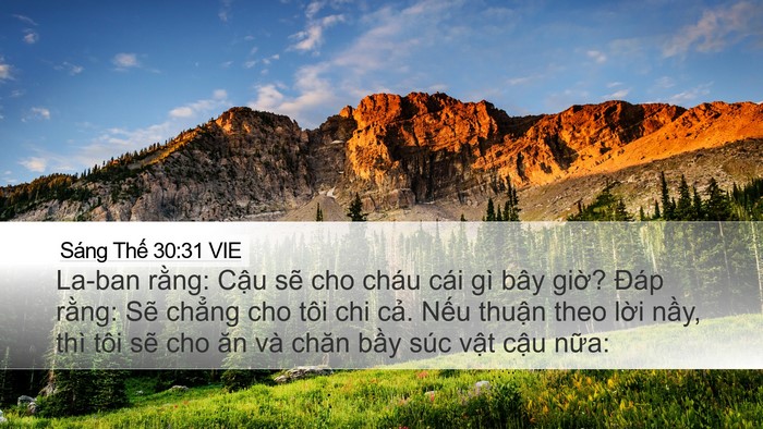 Sáng Thế 30:31 VIE Desktop Wallpaper - La-ban rằng: Cậu sẽ cho cháu cái gì bây - Desktop Bible Verse Wallpaper