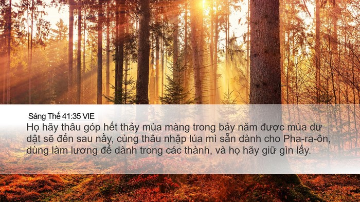 Sáng Thế 41:35 VIE Desktop Wallpaper - Họ hãy thâu góp hết thảy mùa màng - Desktop Bible Verse Wallpaper