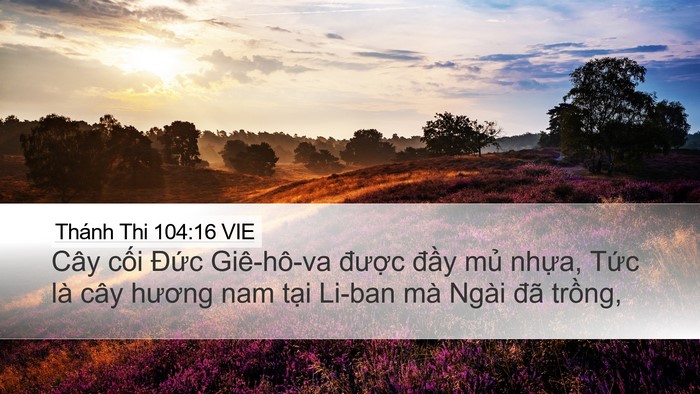 Thánh Thi 104:16 VIE Bible Verse Image