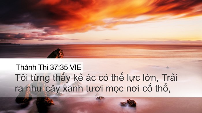Thánh Thi 37:35 VIE Bible Verse Image