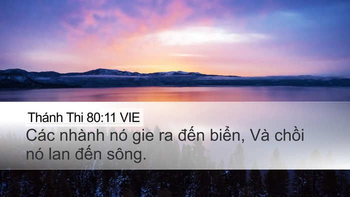Thánh Thi 80:11 VIE Bible Verse Image