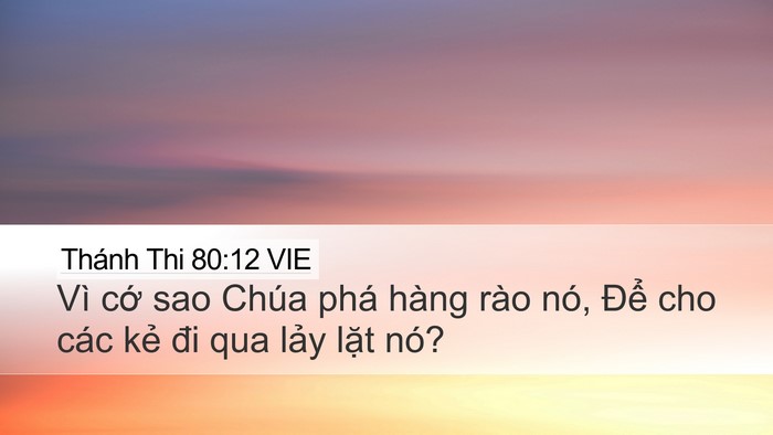 Thánh Thi 80:12 VIE Bible Verse Image