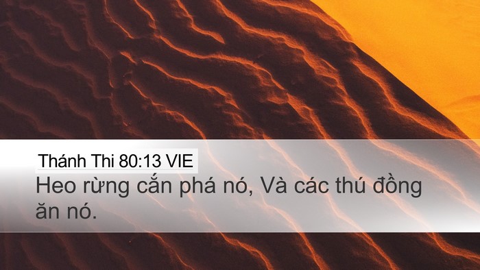 Thánh Thi 80:13 VIE Desktop Wallpaper - Heo rừng cắn phá nó, Và các thú đồng - Desktop Bible Verse Wallpaper