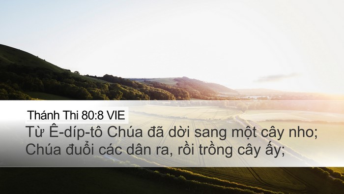 Thánh Thi 80:8 VIE Bible Verse Image