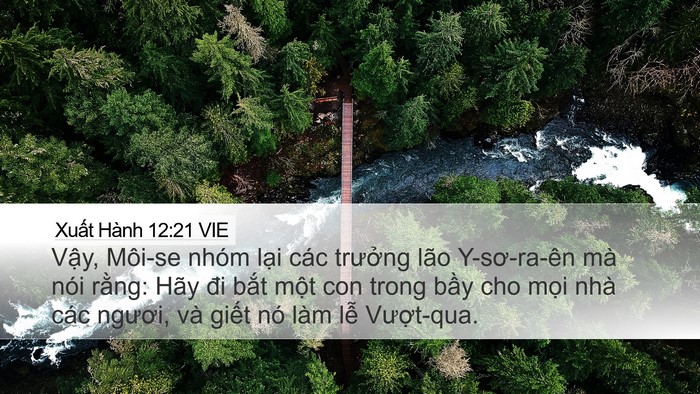 Xuất Hành 12:21 VIE Bible Verse Image