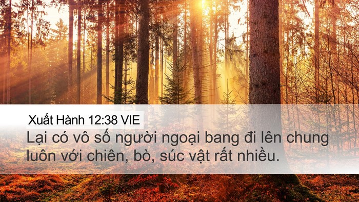 Xuất Hành 12:38 VIE Bible Verse Image