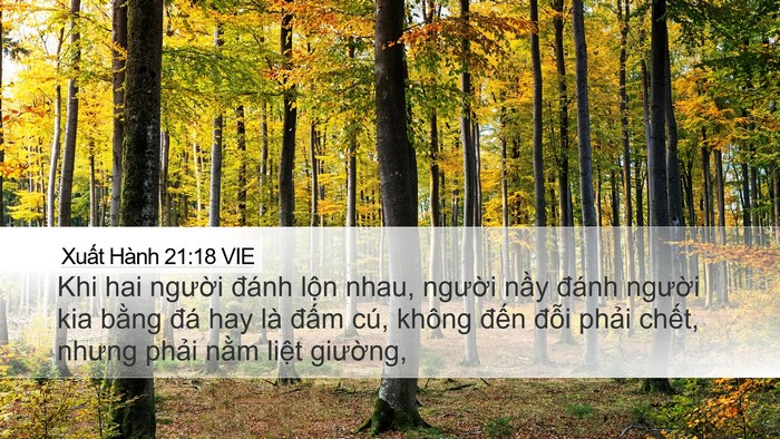 Xuất Hành 21:18 VIE Bible Verse Image