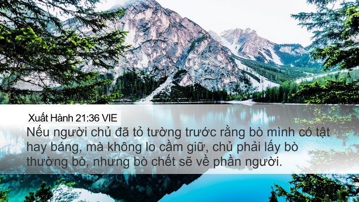 Xuất Hành 21:36 VIE Desktop Wallpaper - Nếu người chủ đã tỏ tường trước - Desktop Bible Verse Wallpaper
