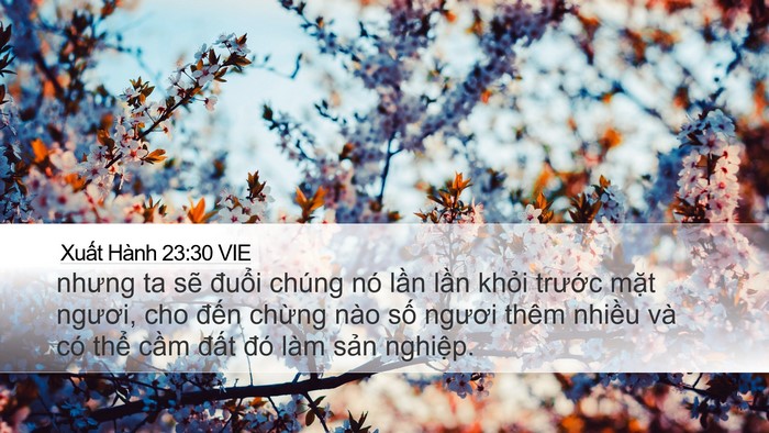 Xuất Hành 23:30 VIE Bible Verse Image