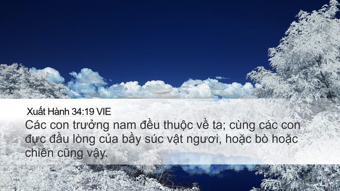 Xuất Hành 34:19 VIE Bible Verse Image