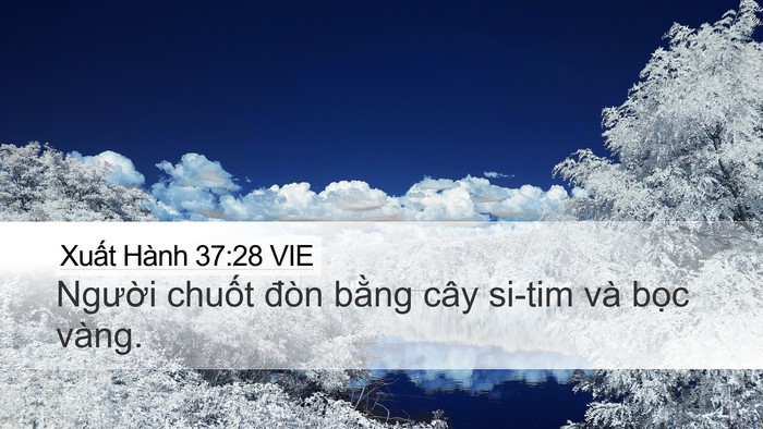 Xuất Hành 37:28 VIE Desktop Wallpaper - Người chuốt đòn bằng cây si-tim và - Desktop Bible Verse Wallpaper