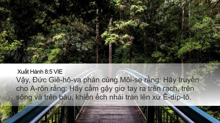 Xuất Hành 8:5 VIE Bible Verse Image