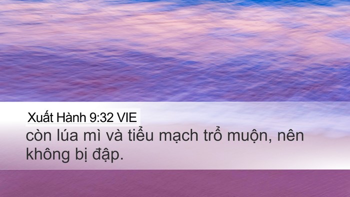Xuất Hành 9:32 VIE Bible Verse Image