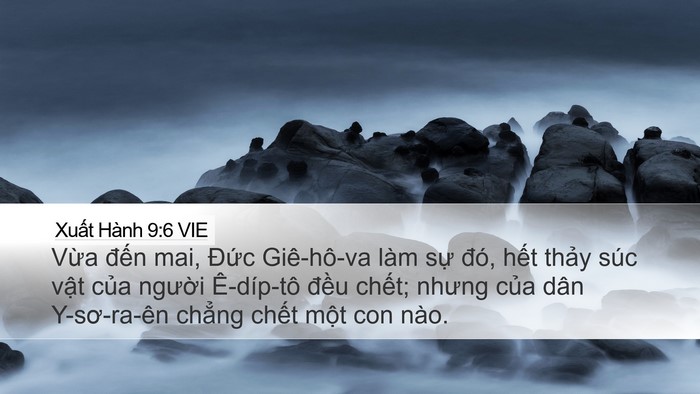 Xuất Hành 9:6 VIE Bible Verse Image