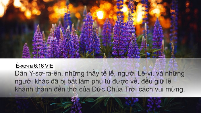 Ê-xơ-ra 6:16 VIE Bible Verse Image