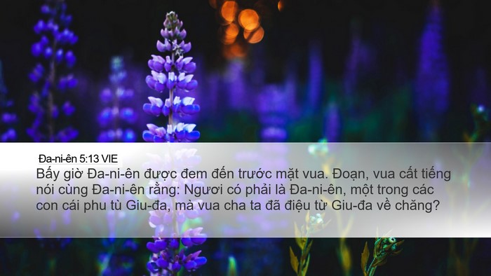 Ða-ni-ên 5:13 VIE Bible Verse Image