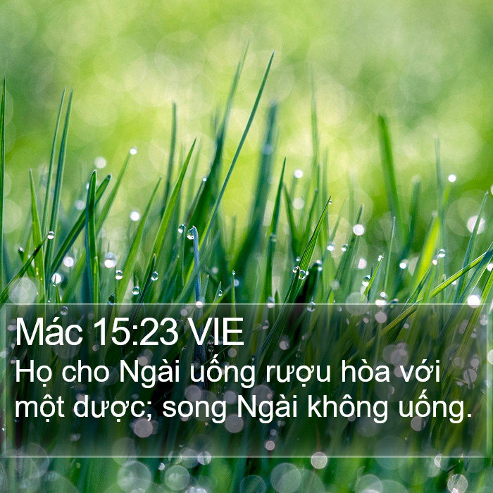 Mác 15:23 VIE - Họ cho Ngài uống rượu hòa với một