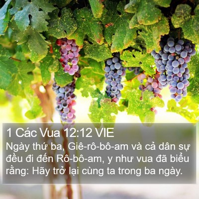 1 Các Vua 12:12 VIE Bible Verse Image