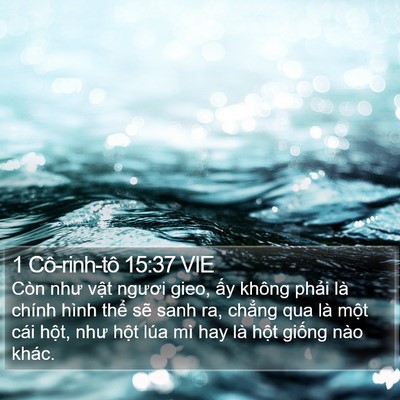 1 Cô-rinh-tô 15:37 VIE Bible Verse Image