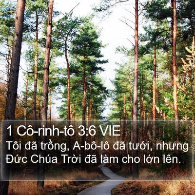 1 Cô-rinh-tô 3:6 VIE Bible Verse Image