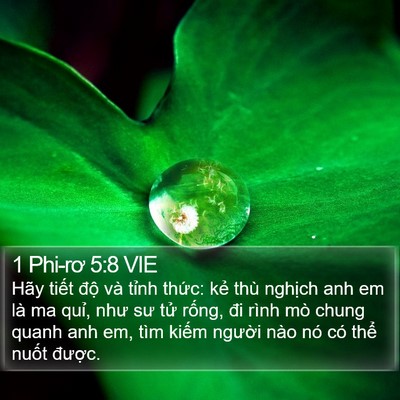 1 Phi-rơ 5:8 VIE Bible Verse Image