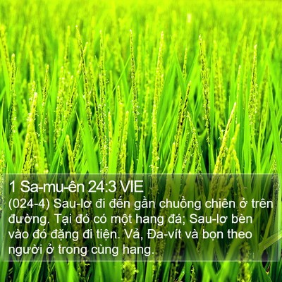1 Sa-mu-ên 24:3 VIE Bible Verse Image