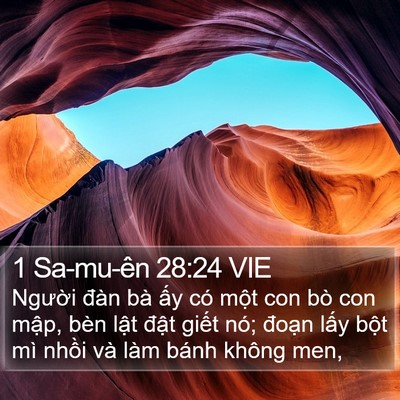 1 Sa-mu-ên 28:24 VIE Bible Verse Image