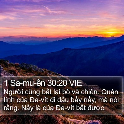 1 Sa-mu-ên 30:20 VIE Bible Verse Image