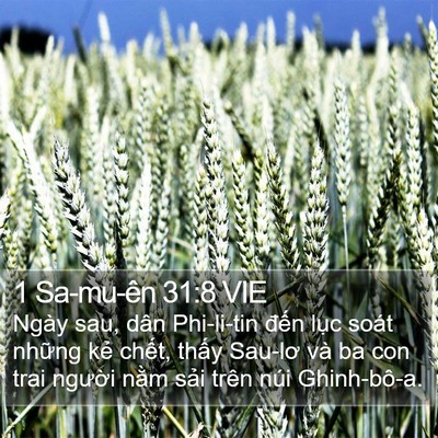1 Sa-mu-ên 31:8 VIE Bible Verse Image