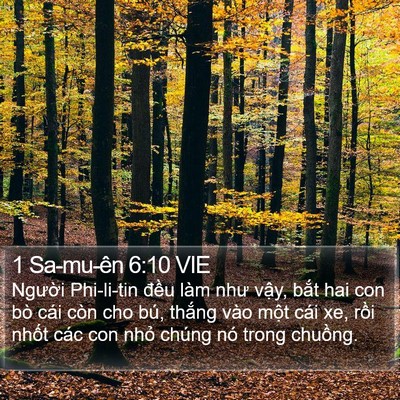 1 Sa-mu-ên 6:10 VIE Bible Verse Image