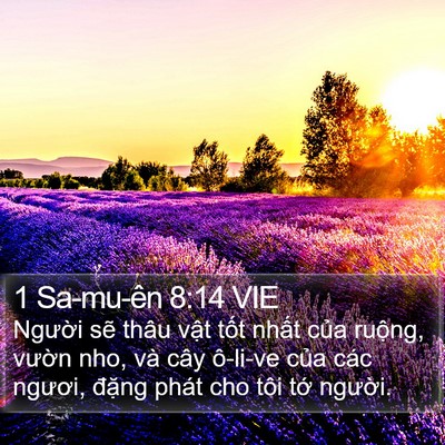 1 Sa-mu-ên 8:14 VIE Bible Verse Image