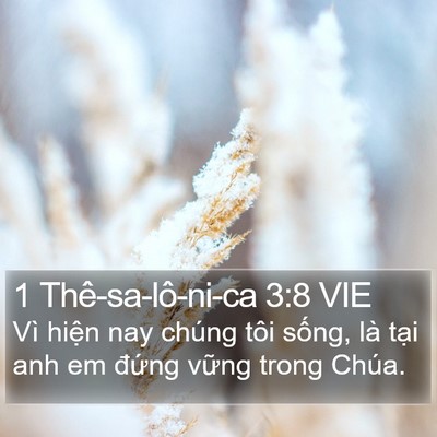 1 Thê-sa-lô-ni-ca 3:8 VIE Bible Verse Image