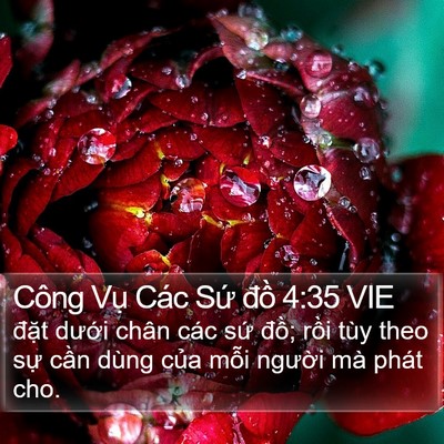 Công Vụ Các Sứ đồ 4:35 VIE Bible Verse Image