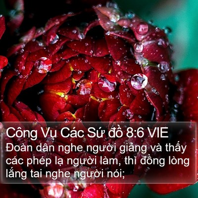 Công Vụ Các Sứ đồ 8:6 VIE Bible Verse Image