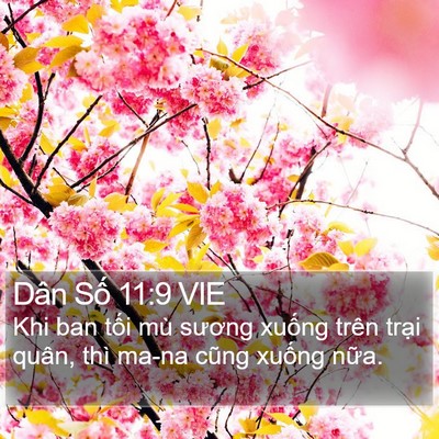 Dân Số 11:9 VIE Bible Verse Image