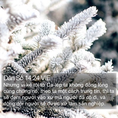 Dân Số 14:24 VIE Bible Verse Image