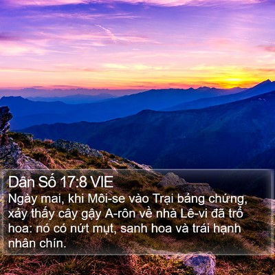Dân Số 17:8 VIE Bible Verse Image