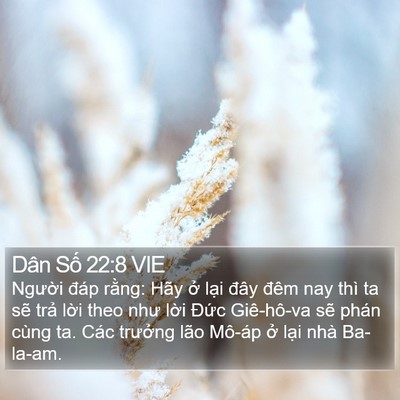 Dân Số 22:8 VIE Bible Verse Image