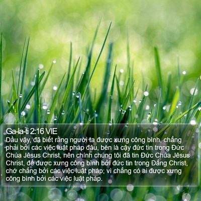 Ga-la-ti 2:16 VIE Bible Verse Image
