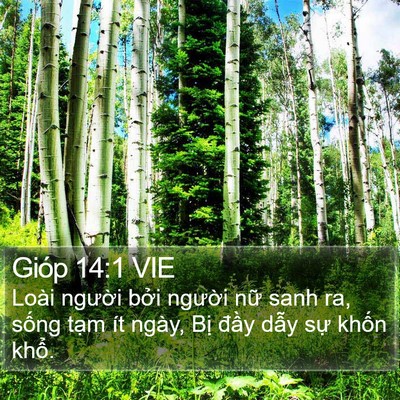 Gióp 14:1 VIE Bible Verse Image