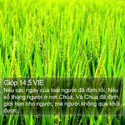Gióp 14:5 VIE Bible Verse Image