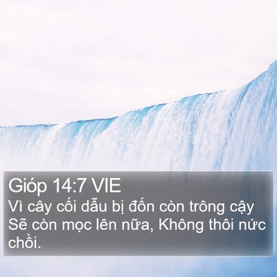 Gióp 14:7 VIE Bible Verse Image