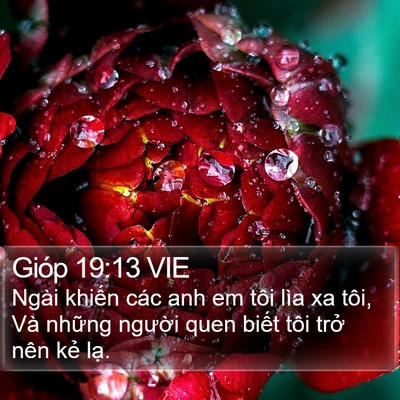 Gióp 19:13 VIE Bible Verse Image