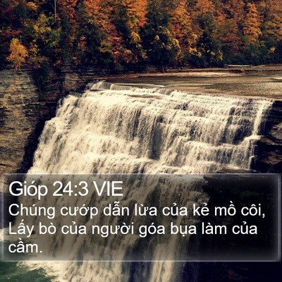 Gióp 24:3 VIE Bible Verse Image