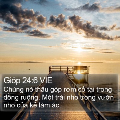 Gióp 24:6 VIE Bible Verse Image