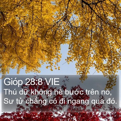 Gióp 28:8 VIE Bible Verse Image