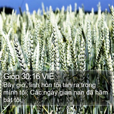 Gióp 30:16 VIE Bible Verse Image
