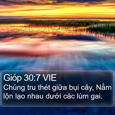 Gióp 30:7 VIE Bible Verse Image