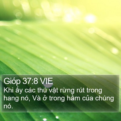 Gióp 37:8 VIE Bible Verse Image