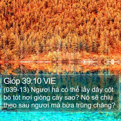Gióp 39:10 VIE Bible Verse Image